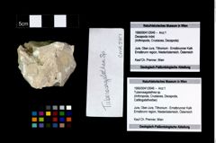 Foto (Objekt + Etikett) von Tuberosagalathea sp.  (NHMW-GEO-1990-0041-2646)